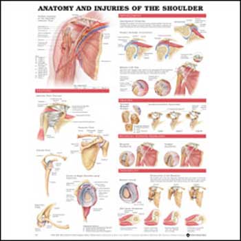HealthQuest/St John Neuromuscular Anatomy and Massage Charts